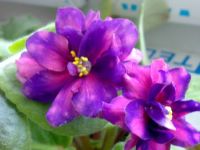 Лот: 6884434. Фото: 4. Фиалка АЕ-Стрелец-Элит (Е. Архипов... Красноярск
