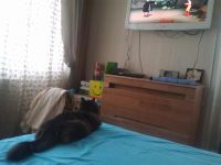 Лот: 3276605. Фото: 2. кошка, которая смотрит телевизор... Животные и уход