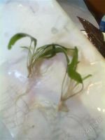 Лот: 2667665. Фото: 3. набор растений срочно. Растения и животные