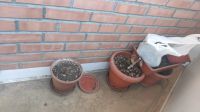 Лот: 20282841. Фото: 2. Горшки для цветов. Комнатные растения и уход