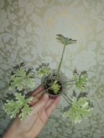 Лот: 11904160. Фото: 2. душистая пеларгония Lady Plymouth... Комнатные растения и уход
