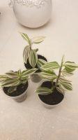 Лот: 17181695. Фото: 4. Традесканция ,,Fluminensis Variegata... Красноярск