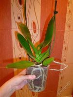 Лот: 2794387. Фото: 2. орхидея фаленопсис(темный)отцвёл. Комнатные растения и уход