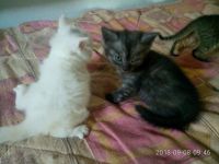 Лот: 12142945. Фото: 7. отдам котят