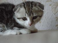 Лот: 4395318. Фото: 3. Шикарная вислоухая кошечка!. Растения и животные