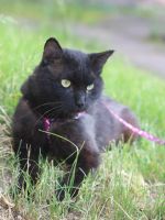Лот: 7765126. Фото: 7. Коты мышеловы бесплатно