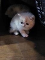 Лот: 16057689. Фото: 3. Котята экзоты!. Растения и животные