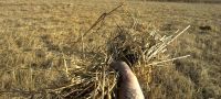 Лот: 5748989. Фото: 2. Продам 9 га. Поле рабочее. Продажа