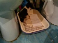 Лот: 1660810. Фото: 3. Котенок , возможно, бобтейл. даром... Растения и животные