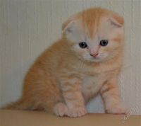 Лот: 2689819. Фото: 2. Шотландский котенок!. Животные и уход