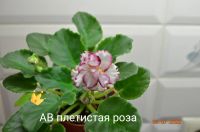 Лот: 19240136. Фото: 2. Цветущая фиалка 2. Комнатные растения и уход