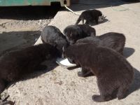 Лот: 4425170. Фото: 6. Щенки