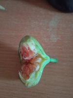 Лот: 25888464. Фото: 5. инжир с плодами. комнатный. самоплодный...