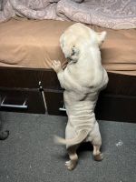 Лот: 21292459. Фото: 2. Собака. Животные и уход