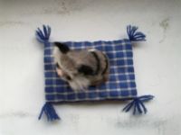 Лот: 3227276. Фото: 3. Котик на подушке иргушечный. Дети растут