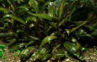 Лот: 12963157. Фото: 2. Нури Криптокорина (Cryptocoryne... Аквариумистика