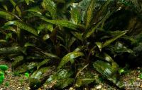 Лот: 12963157. Фото: 2. Криптокорина Нури (Cryptocoryne... Аквариумистика