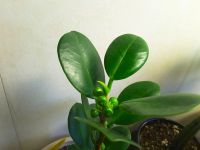 Лот: 16611282. Фото: 3. Фикус формоза ( Ficus formosa... Растения и животные