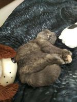 Лот: 10043394. Фото: 2. Отдам в хорошие руки Шотландскую... Животные и уход