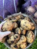 Лот: 20757121. Фото: 2. Картофель деревенский сорта Гала. Продукты