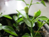 Лот: 6996071. Фото: 5. муррайя8 сеянец