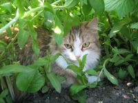 Лот: 6723818. Фото: 4. девочка 2месяца. Красноярск