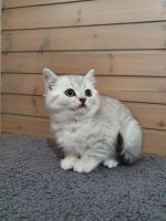 Лот: 17912290. Фото: 3. Британский кот. Растения и животные