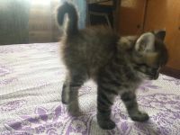 Лот: 11795622. Фото: 2. Котик в хорошие руки. Животные и уход