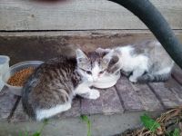 Лот: 25548025. Фото: 2. Котёнок. Животные и уход