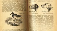 Лот: 16195495. Фото: 2. Герман В.Е. Охота на болотную... Антиквариат