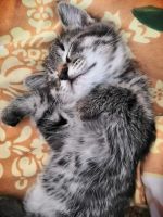 Лот: 16300481. Фото: 5. Котенок ( папа вислоухий шотландец...