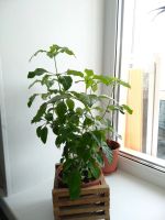 Лот: 14716727. Фото: 2. Кроссандра. Комнатные растения и уход