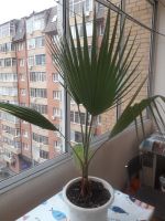 Лот: 25806673. Фото: 2. Пальма Вашингтония нитеносная... Комнатные растения и уход