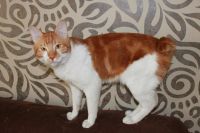 Лот: 5405860. Фото: 4. Котенок курильского бобтейла даром... Красноярск