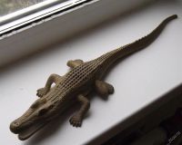 Лот: 4569539. Фото: 4. Крокодил бронзовый. Красноярск