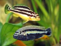 Лот: 16200406. Фото: 2. Меланохромис золотой (Melanochromis... Аквариумистика