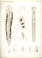 Лот: 18032872. Фото: 18. Протоколы заседаний императорского...