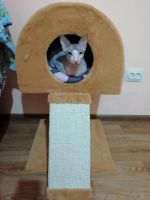 Лот: 15843206. Фото: 2. Кот донской сфинкс. Животные и уход