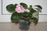 Лот: 5376343. Фото: 2. Глоксиния махровая - ситец красный... Комнатные растения и уход