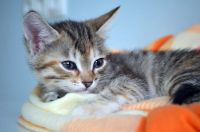 Лот: 3507486. Фото: 6. Котята-девочки, 2 месяца