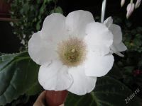 Лот: 1805617. Фото: 2. Молодая глоксиния "Красавушка... Комнатные растения и уход