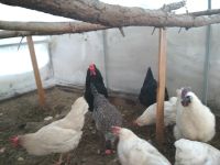 Лот: 11199636. Фото: 2. Петух китайский шелковый. Животные и уход