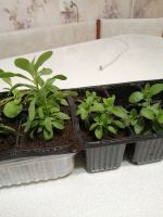 Лот: 15638646. Фото: 4. Калибрахоа Aloha Kona Cherry Red... Красноярск