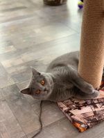Лот: 14992579. Фото: 4. Натуральный корм для кошек и котов... Красноярск