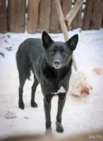 Лот: 6717692. Фото: 4. Большой выбор щенков и взрослых... Красноярск