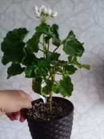 Лот: 20756061. Фото: 3. Пеларгония. Растения и животные