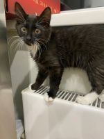 Лот: 18264151. Фото: 2. Котенок в добрые руки. Животные и уход
