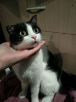 Лот: 11640083. Фото: 4. Кошка Апрелька ищет дом. Красноярск