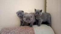 Лот: 6840600. Фото: 4. Шотладские вислоухие и прямоухие... Красноярск