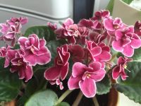 Лот: 9205318. Фото: 3. Сортовая фиалка ЕК-В Краю Магнолий... Растения и животные